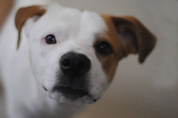 Shelter offers specials, advice on keeping animals safe July 4